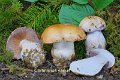 Cortinarius varius-amf704